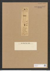 Sceptroneis intermedia Cleve (de-Toni-Nr.: Genus 63, Species 2566) Zeichnungen Sammlung Grunow Nr. 5127 (NHMW-BOT-W0373433)